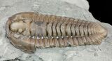 Flexicalymene Trilobite - Ohio #61044-3